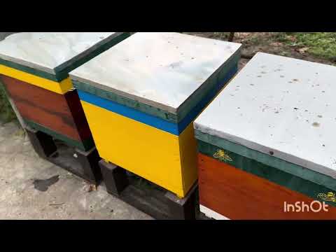 Видео: Обработка от клеща варроа препаратом Бипин-т (производитель Нидерланды)