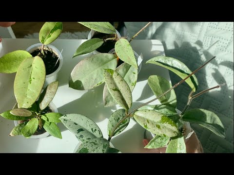 Видео: Новые сорта хой. Сравнение .