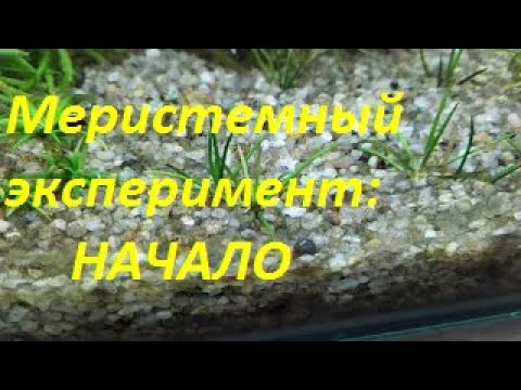 Видео: Меристемные аквариумные растения. Акт 1