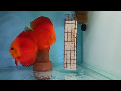 Видео: Дискусы и Хлорамин Т.