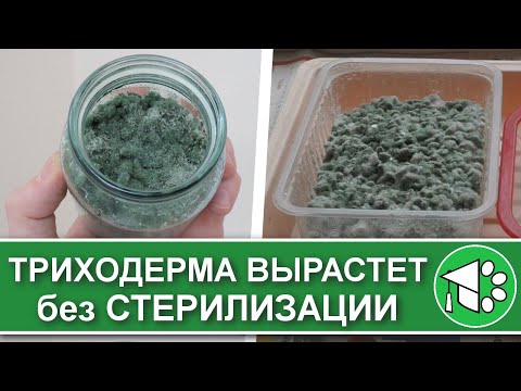 Видео: Выращивание триходермы на перловке в домашних условиях. Простой способ без стерилизации крупы