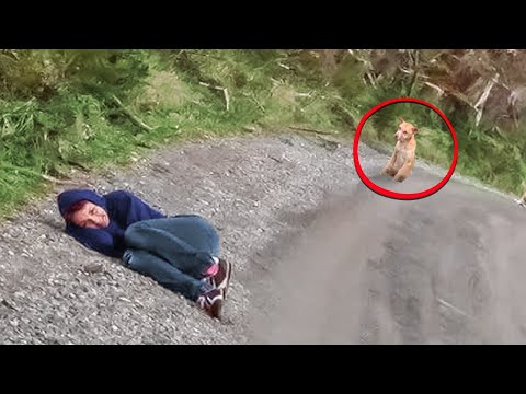 Видео: ДЕВУШКА ПРИТВОРИЛАСЬ РАНЕНОЙ, ЧТОБЫ СПАСТИ БРОДЯЧУЮ СОБАКУ