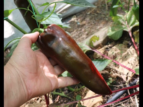 Видео: Третий урожай -  середина августа.