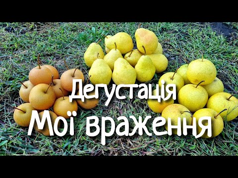 Видео: ПОРІВНЯННЯ СОРТІВ АЗІАТИ І ЄВРОПЕЙЦІ