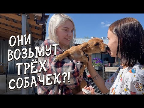 Видео: Спасение животных / Они возьмут Трёх собачек?!