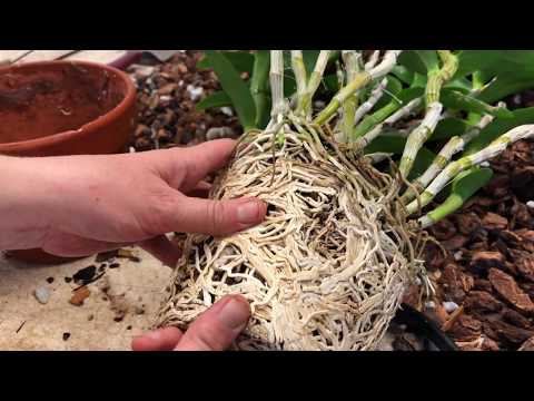 Видео: Ботанический сад, пересадка дендробиума, прогулка по запасникам с каттлеями, башмачками и др.орхами.