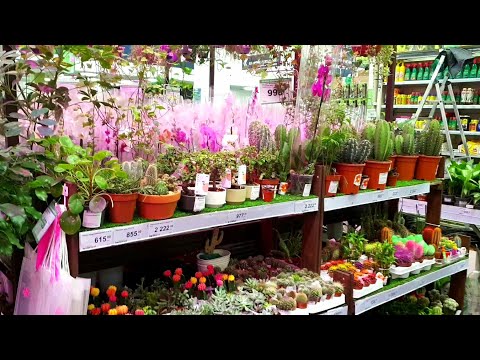 Видео: КАКТУСЫ И СУККУЛЕНТЫ В ЛЕРУА МЕРЛЕН🌵🌷🪴🌺