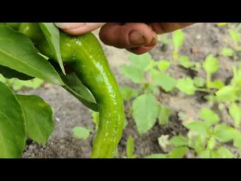 Видео: Первый урожай физалиса в этом году. Острый перчик оставила дозревать на грядке. 12 августа 2025