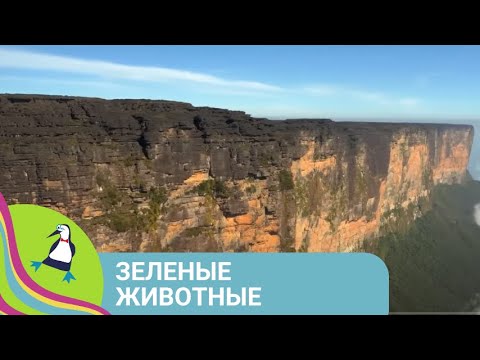 Видео: 👨‍👨‍👧‍👧САМОЕ ИНТЕРЕСНОЕ О РАСТЕНИЯХ И НЕ ТОЛЬКО! Зеленые животные. Фильм в HD. STARMEDIAKIDS.