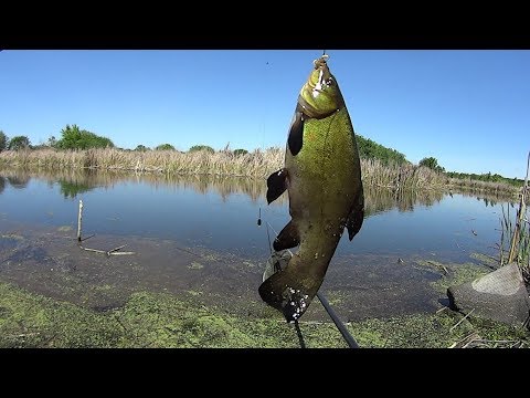 Видео: Рыба моей мечты - ЛИНЬ!!! Рыбалка на поплавок.