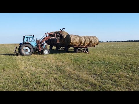 Видео: Шөп тасу, бордақы бұқалар, тоқты қошқар...