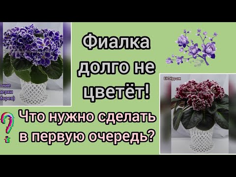 Видео: Фиалка долго не цветёт? Сделайте так и фиалка 100% зацветёт!