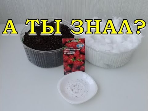 Видео: СТРАТИФИКАЦИЯ семян: какие, зачем, как и сколько?