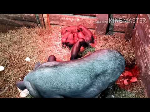 Видео: РАЗВЕДЕНИЕ ВЬЕТНАМСКИХ ПОРОСЯТ! Загон для свиноматки! Что нужно знать при разведение вьетнамцев!