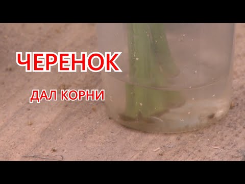 Видео: Черенок дал корни. Способы посадки картофеля.