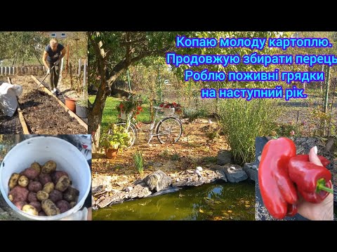 Видео: Мій осінній день🍂🍁Насіння перцю для продажу🫑#другийврожайкартоплі#город#перець#осіньвсаду#сортиперцю