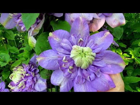 Видео: Роскошный клематис  непрерывного цветения. Информация для покупателей.