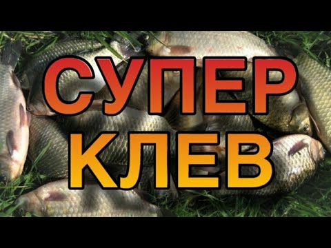 Видео: Супер клев.Как ловить карася на подергушку.