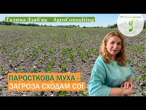 Видео: Паросткова муха: ознаки пошкодження, перша генерація личинок, як захистити