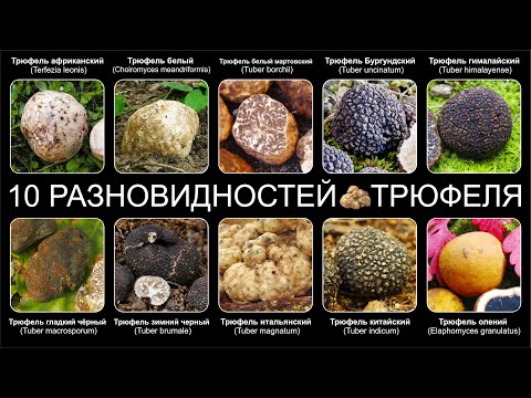 Видео: Топ 10 РАЗНОВИДНОСТЕЙ ГРИБОВ ТРЮФЕЛЯ