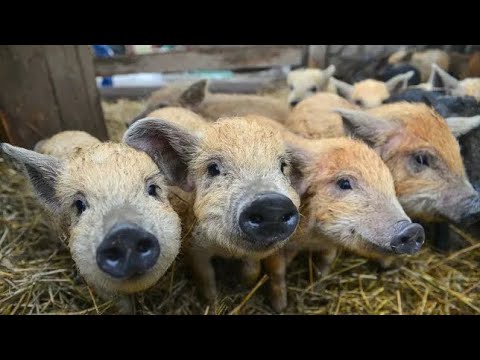 Видео: Скільки поросят приводить мангалиця? Наш досвід!