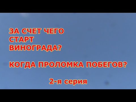 Видео: 2 я серия. За счет чего  стартуют кусты винограда. Сортовые отличия. Когда проломка побегов.