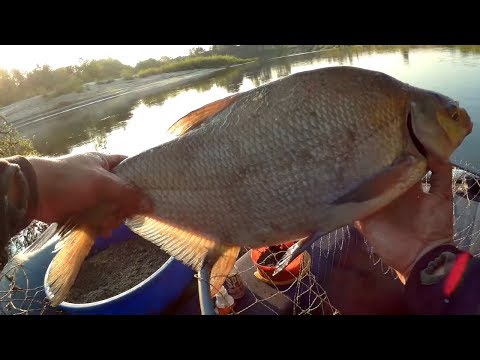 Видео: Жор Леща на реке Десна. Такой Рыбалки Давно Не Было