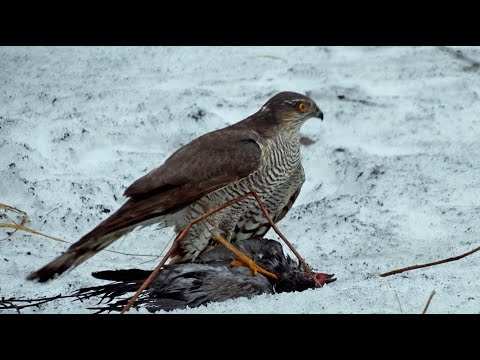 Видео: ВЫ ТАКОГО ЕЩЁ НЕ ВИДЕЛИ!😱 ЯСТРЕБ ОХОТИТСЯ ЗА ГОЛУБЯМИ В ТУЧАХ😨 СМОТРИТЕ ДО КОНЦА!!