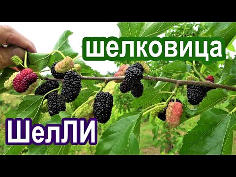 Видео: Один из лучших сортов - ШелЛИ (шелковица Леонида Ильича)!