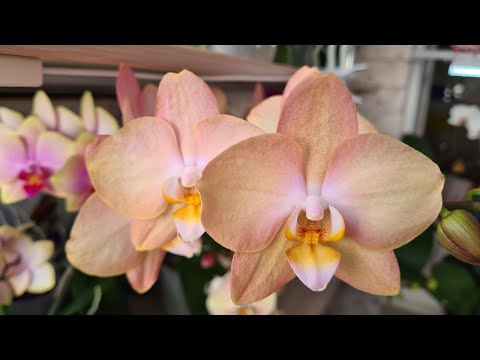 Видео: Все оттенки нежности орхидей🥰 Пастельные Шампань, Просекко, Сара Блаш, Спаркс💛