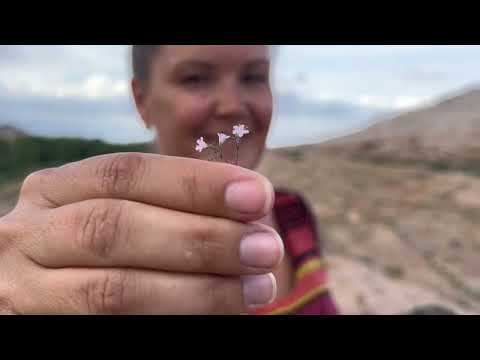 Видео: Балхаш 2024: Горячий кофе, гора Бектау-Ата и городские открытия!"