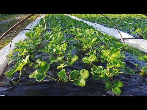 Видео: ЧТО НУЖНО ДЛЯ ХОРОШЕЙ РАССАДЫ. Питомники. Усы. МУЗЫКА удалена системой.