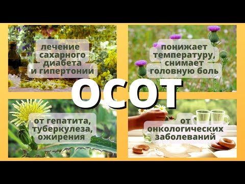 Видео: ЭТОГО ВЫ ТОЧНО НЕ ЗНАЛИ! ОСОТ ПОМОГАЕТ ОТ ДАВЛЕНИЯ И ДИАБЕТА!