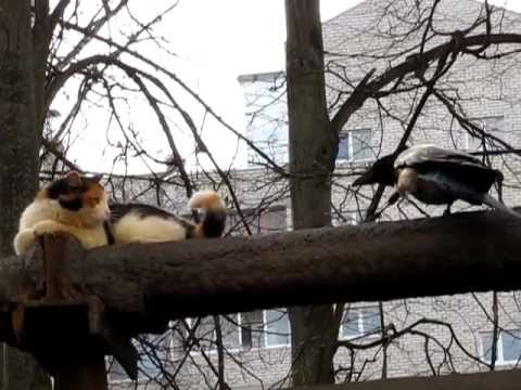 Видео: Ворона и кот