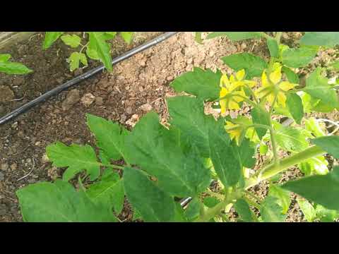 Видео: Ранни домати:формиране на растенията