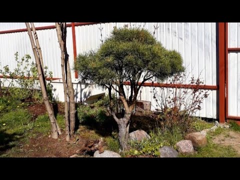 Видео: С чего начинать?🌲ФОРМИРОВКА многоствольной СОСНЫ из сеянца и взрослого дерева.🌲