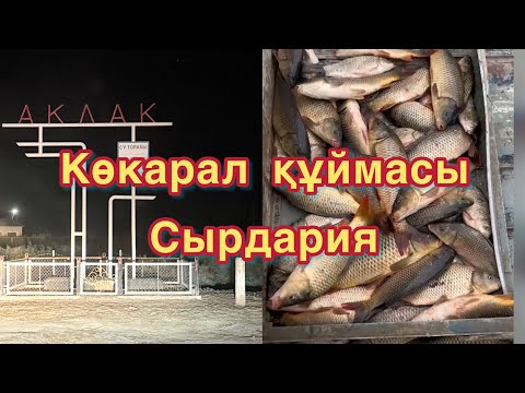Видео: Көкаралға құйарлық-Сырдария