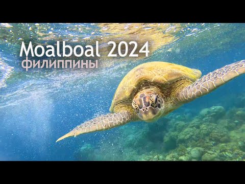 Видео: Филиппины - Moalboal 2024