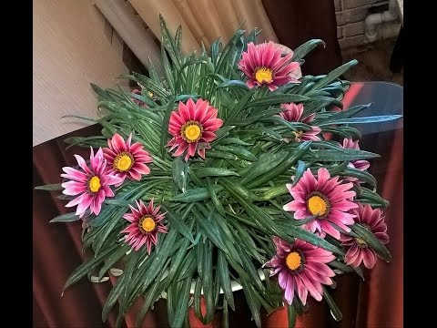 Видео: Размножаем Гацанию делением (эксперимент)