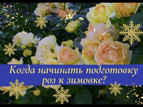 Видео: Когда начинать подготовку роз к зимовке?