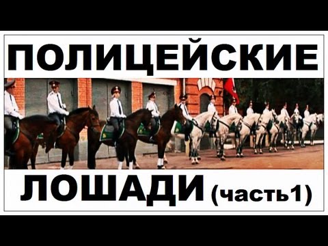 Видео: Галилео. Полицейские лошади (часть 1)