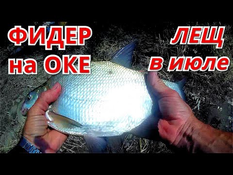 Видео: ФИДЕР на ОКЕ в июле. Крупный лещ рвёт леску.