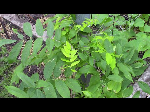 Видео: И ВНОВЬ ГЛИЦИНИЯ!  МОЙ МЕТОД ПОСАДКИ.