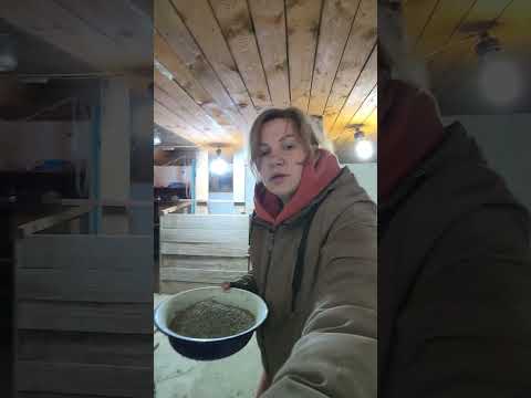 Видео: Въетнамские свиньи, камерунские козы на ужине.