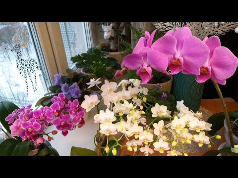 Видео: Орхидеи цветут шикарно всегда/Что делаю для этого - мой простой уход