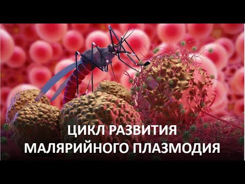 Видео: 9. Цикл развития малярийного плазмодия