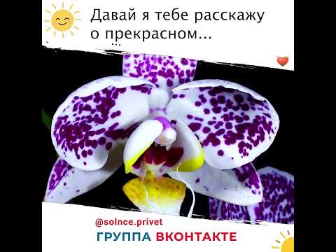 Видео: Привет, Солнце! Давай я тебе расскажу о прекрасном? Ты обещаешь внимательно слушать?