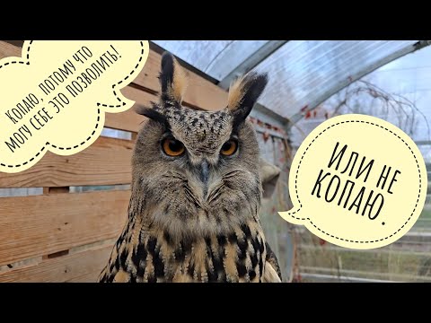 Видео: Сова Ёль делает вид, что больше не копает ямки. Разглядываю последние листики в саду