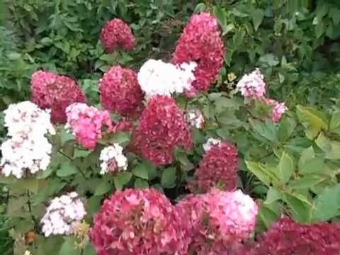 Видео: Багряный цвет гортензии. Черенкам новый объём на зимовку. Ужас на садовом развале.