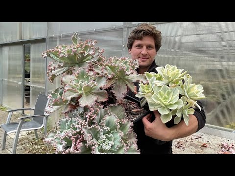 Видео: Размножаю огромные Эчеверии (Echeveria). Деление многоголового куста.